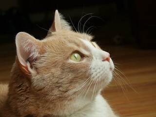 close up portrait of an orange cat