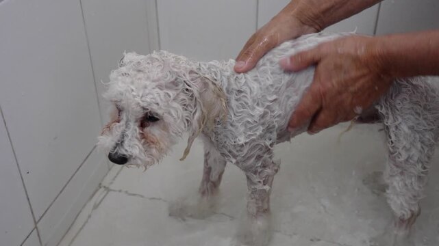 A fluffy Bichon Frise gets a gentle bath, enveloped in a sudsy embrace.