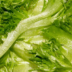 Fresh lettuce leaves.Green leafy salad.Lettuce is a plant.Lettuce leaf background.