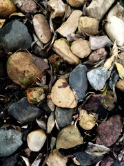 Natural multicolored river stones with autumn leaves, close-up nature background with copy space