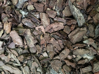 Close-up texture of conifer tree bark, brown and gray natural pattern, organic background with copy space