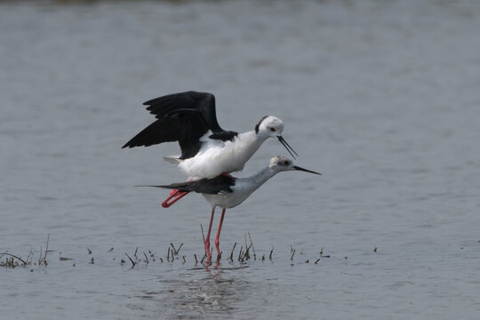 Mating black-winged stilts in shallow water at Bhigwan in Maharashtra, India