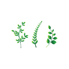 Collection of three green botanical branches with various leaf shapes, ideal for eco, organic, and nature-inspired graphic design.