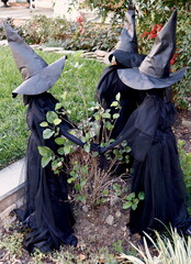Three Halloween Witches on Lawn