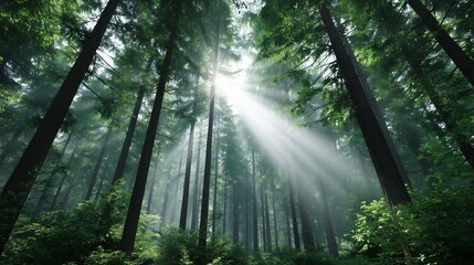 Obraz premium Sunlight shining through tall forest trees