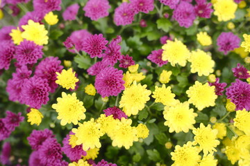 Yellow and purple mums flourish, filling the garden with colorful blooms.