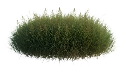 Close up of a fluffy green moss ball with delicate white tips against a stark black background
