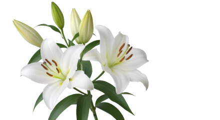 Close up studio shot of elegant white easter lilies with buds against a stark black background © Shefa