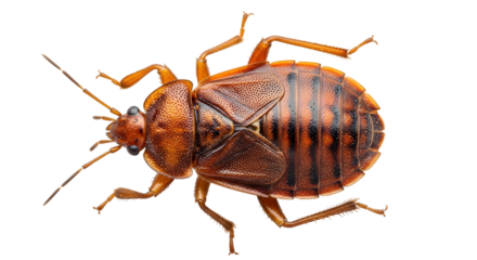 Close up macro shot of a brown stink bug insect against a black background