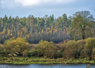 Autumn Pine Tree Forest - The calm water of a river runs past a shoreline dominated by dark pine trees and lighter bushes, illustrating the seasonal transition from green to yellow.