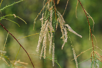 Tamarix chinensis is a deciduous small tree from the Tamaricaceae family with slender drooping branches, tiny scale-like leaves, and pink blossoms blooming multiple times from spring to autumn. 