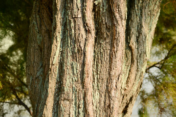 Tamarix chinensis is a deciduous small tree from the Tamaricaceae family with slender drooping branches, tiny scale-like leaves, and pink blossoms blooming multiple times from spring to autumn. 