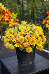 Planters with bright yellow and red sunflowers and chrysanthemums on a clear sunny day. Flora plants flowers floristry.