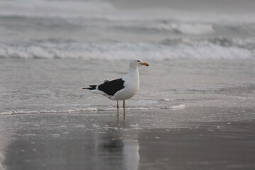 seagull on the beach