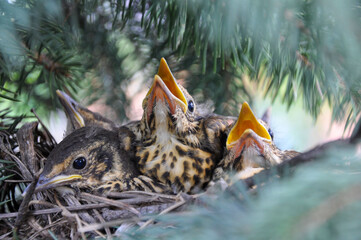 A close-up shot of several hungry young Fieldfare (Turdus pilaris) chicks with their beaks wide open, waiting for food from their parents.  © Oksana Papirna