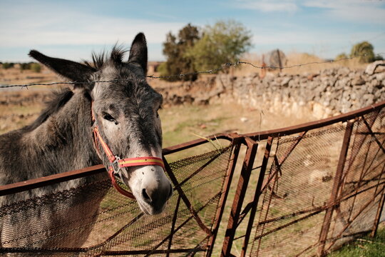 Donkey behind a rustic metal fence in rural Spain