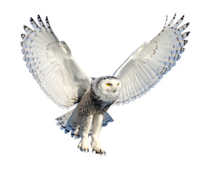 Fototapeta premium Snowy Owl in Flight with Outstretched Wings – Transparent Background PNG