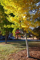 Yellow Leaves of Ginkgo Tree in Autumn