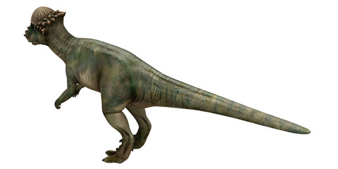 Pachycephalosaurus dinosaur in motion on white background