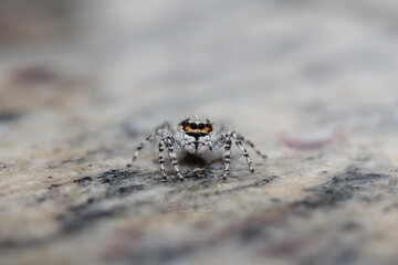 spider on the ground