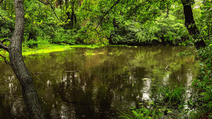 Leśne jezioro w deszczcu