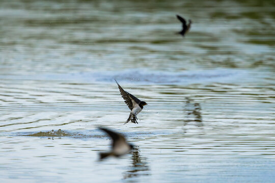 swallow