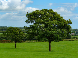 Two green trees are situated in a field of vibrant green grass. The landscape of West Cork is characterised by undulating hills and distant buildings, visible beneath a partially cloudy sky.