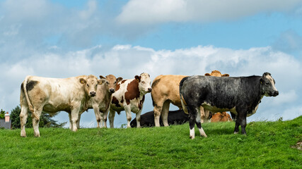 Fototapeta premium A group of bulls of various colors are standing on a vibrant green hillside in West Cork. They appear to be grazing and looking towards the viewer, under a cloudy sky.