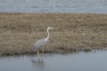 Grey heron standing in shallow water at Bhigwan in Maharashtra, India