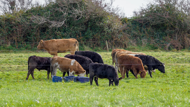 A herd of cattle, including calves, are grazing in a bright green field. Some are drinking from blue troughs. The background is a hedge row and green field in West Cork.