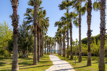 Obraz premium Rows of tall Washingtonia palms line a pathway leading to the turquoise sea in a manicured resort park. Spring tranquility under a blue sky. Colakli, Antalya, Turkey.