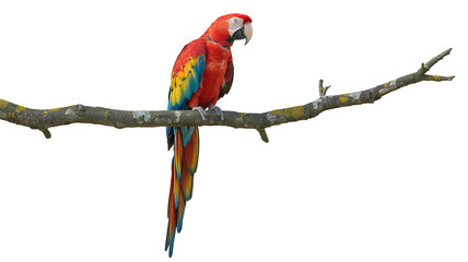 Vibrant scarlet macaw perched gracefully on a weathered branch, showcasing stunning plumage and...