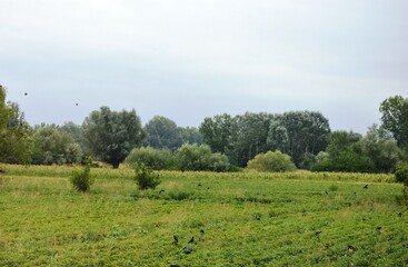 field and jackdaws on it