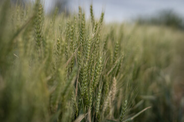 A wheat field under a cloudy sky.