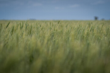 A wheat field under a cloudy sky.