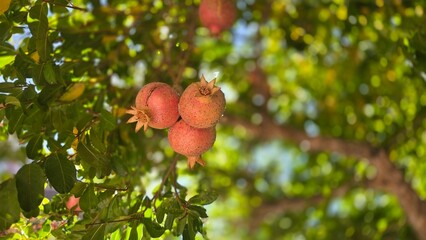 Ripe pomegranates hanging on tree branch in lush garden setting