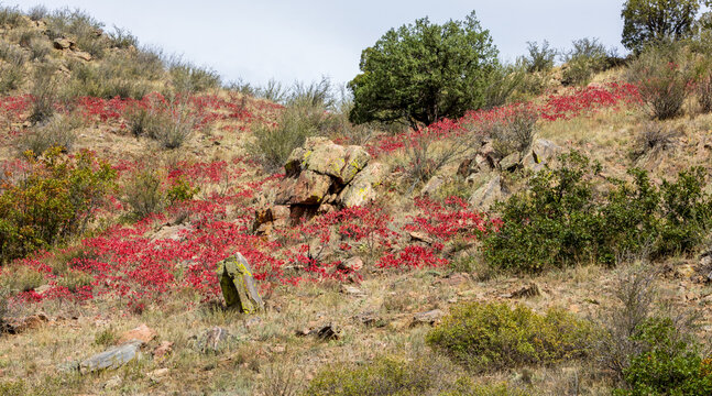 Beautiful red sumac on the hill in the Waterton Canyon, Rocky Mountains, in Littleton, Colorado