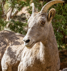 Wild Bighorn Sheep in the Waterton Canyon, Rocky Mountains, in Littleton, Colorado