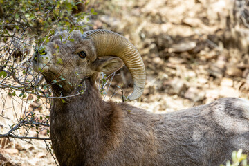 Wild Bighorn Sheep in the Waterton Canyon, Rocky Mountains, in Littleton, Colorado