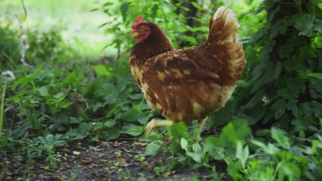 Chicken walking in green grass, close-up.