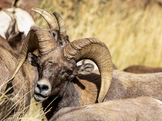 Wild Bighorn Sheep in the Waterton Canyon, Rocky Mountains, in Littleton, Colorado