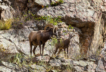 Wild Bighorn Sheep in the Waterton Canyon, Rocky Mountains, in Littleton, Colorado