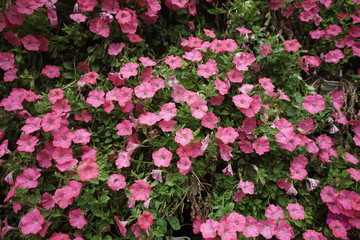 Full Frame Background of Vibrant Pink Petunia Flowers in Lush Summer Garden