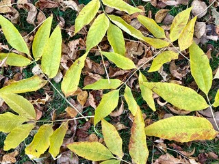 Close-up of yellow ash tree (Fraxinus excelsior) leaves lying on the ground among brown fallen leaves in autumn.