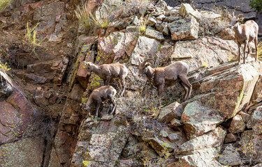 Wild Bighorn Sheep in the Waterton Canyon, Rocky Mountains, in Littleton, Colorado