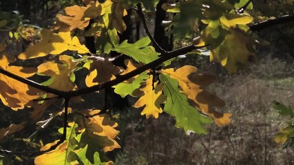 Autumn nature. The last autumn leaves on the branches. Yellow autumn leaves on a tree. Yellow and green leaves on a branch. Leaves on trees from last autumn.