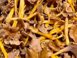 Close-up of freshly picked funnel chanterelle mushrooms (Craterellus tubaeformis) with yellow stems and brown caps, ready for cooking or drying.