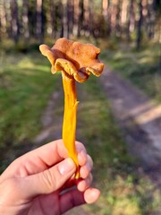 Close-up of a person holding a yellow-brown funnel chanterelle mushroom (Craterellus tubaeformis) in sunlight, with a blurred forest path in the background.