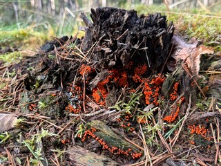 alder buckthorn, Frangula alnus, leaves, berries, green leaves, yellow leaves, autumn, forest, woodland, Latvia, nature, close-up, fall foliage, wild plant, shrub, botany, ecology, natural light, fore