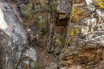 Wild Bighorn Sheep in the Waterton Canyon, Rocky Mountains, in Littleton, Colorado